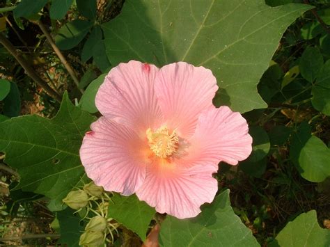 植物:b_rt8hmfh8s= 芙蓉|木芙蓉 Hibiscus mutabilis